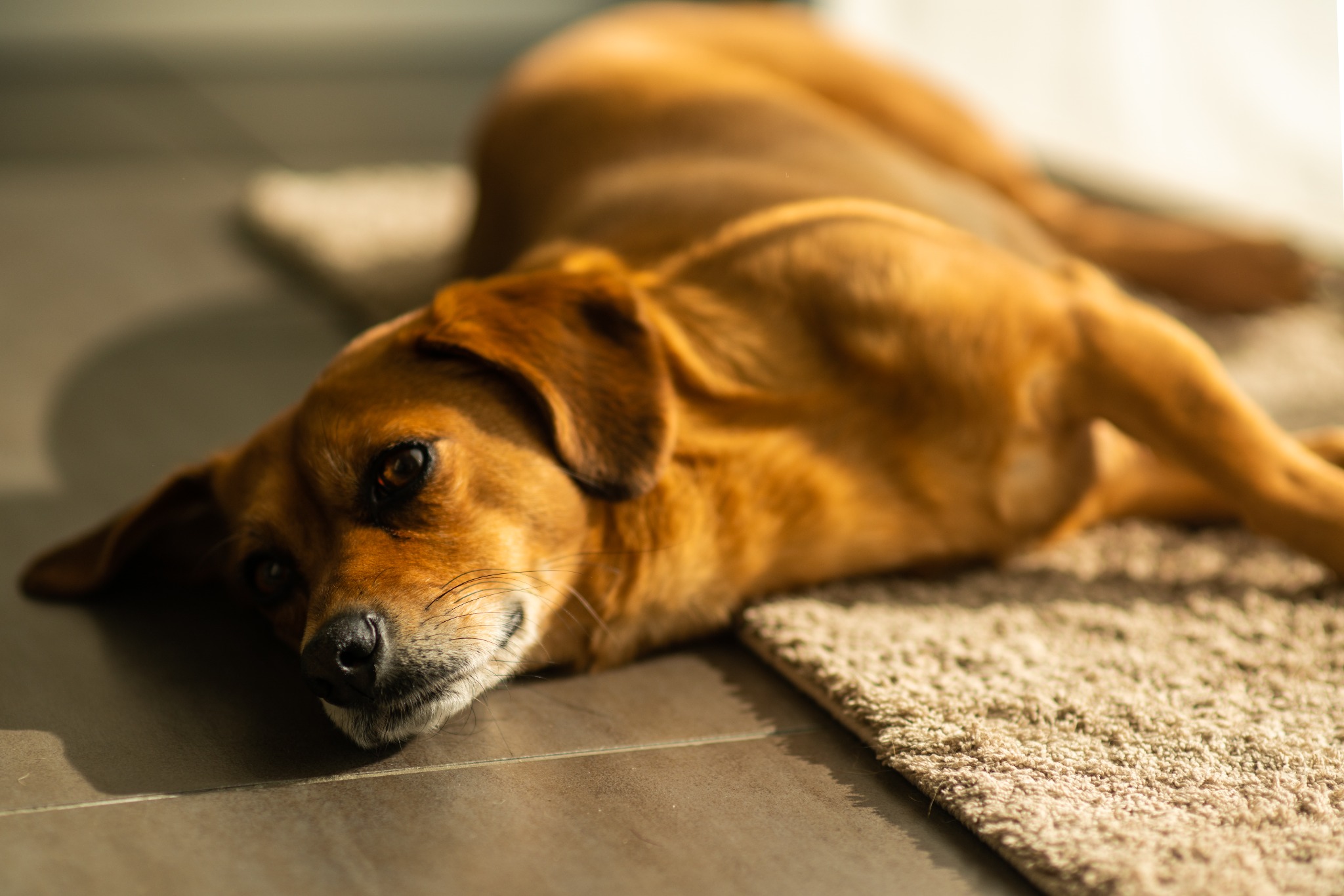 Unser Tier-Fotoshooting zeigt eure tierischen Freunde – verspielt und in ihrer ganzen Einzigartigkeit.